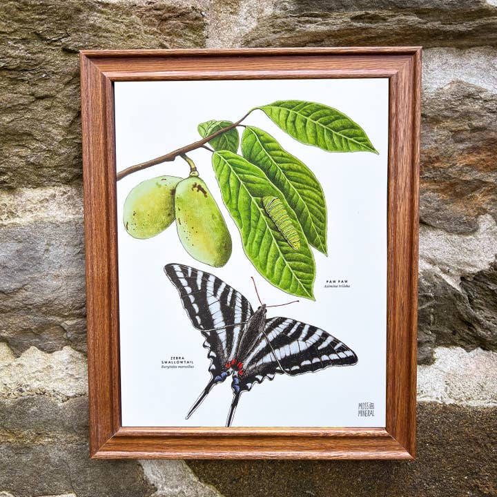 Moss and Mineral - Wholesale Art Print - Zebra Swallowtail Butterfly and Paw Paw, Botanical Illustrat8