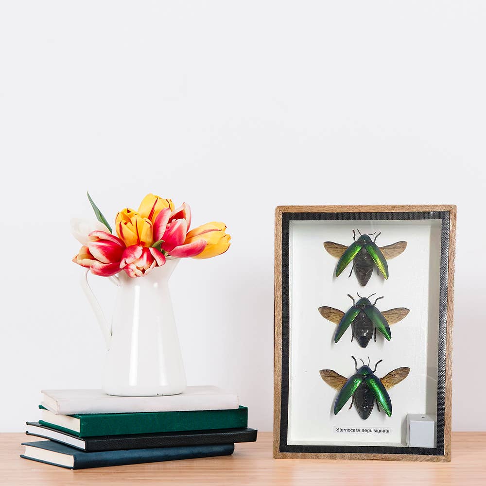 VIE - Wholesale Wall Accent - Framed Insect, Assorted21