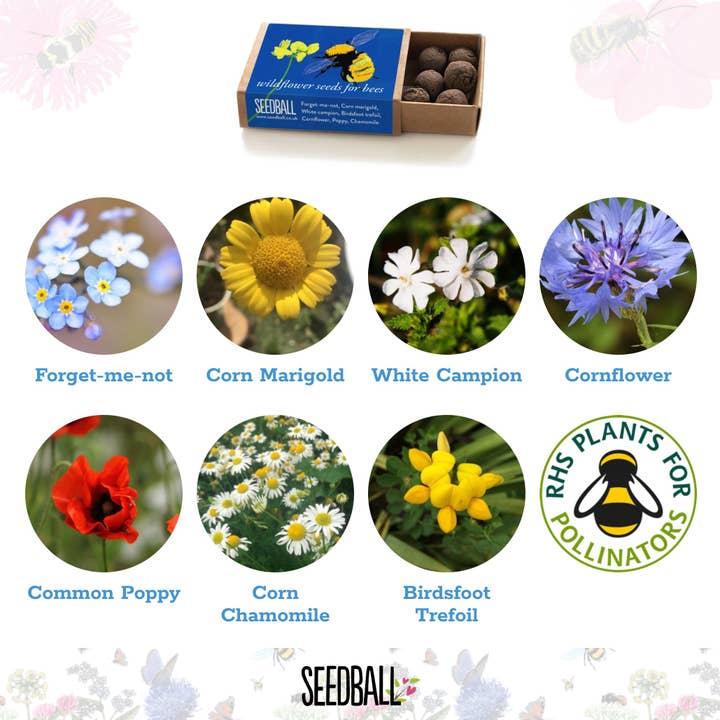 Seedball – wholesale Plant seeds – Bumblebee Seedball Wildflower Boxes5
