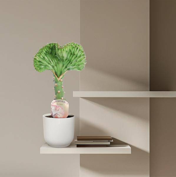 Oasis of Life - Wholesale Live Plant - Euphorbia lactea Cristata Green – Coral Cactus – Houseplant – Height approx. 35cm – ø12cm – Exotic Succulent in Coral Form – Easy to Care for & Decorative for Sunny Locations3