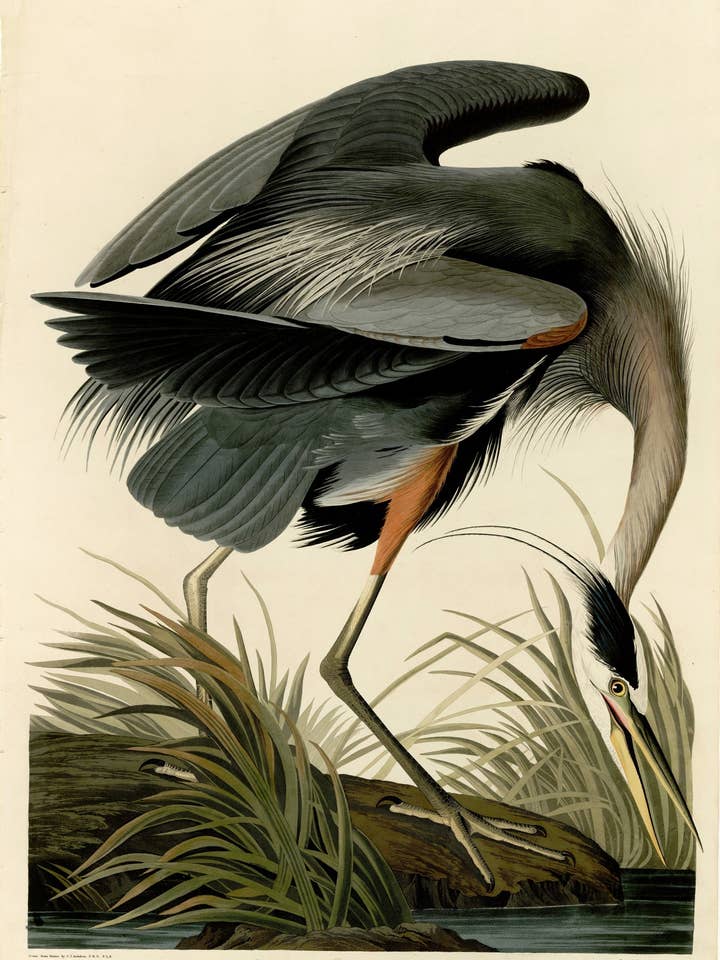 Airone blu per la vendita all'ingrosso da parte di Animato