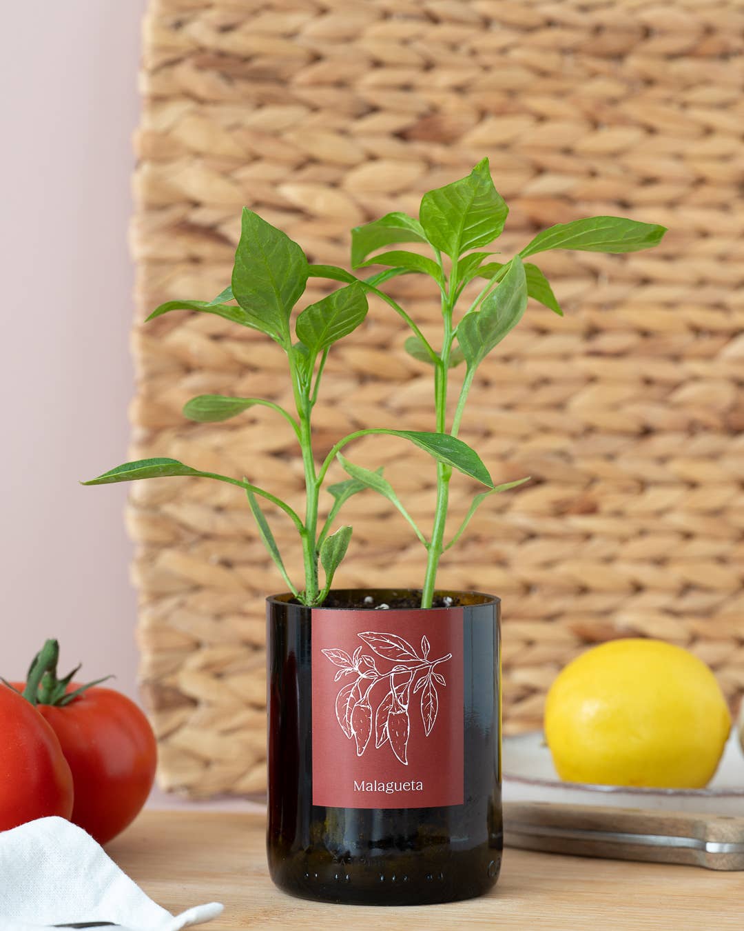 Life in a bag - Wholesale Plant Pot - Bottle Garden Malagueta1