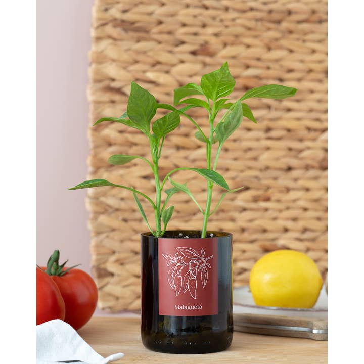 Life in a bag - Wholesale Plant Pot - Bottle Garden Malagueta1