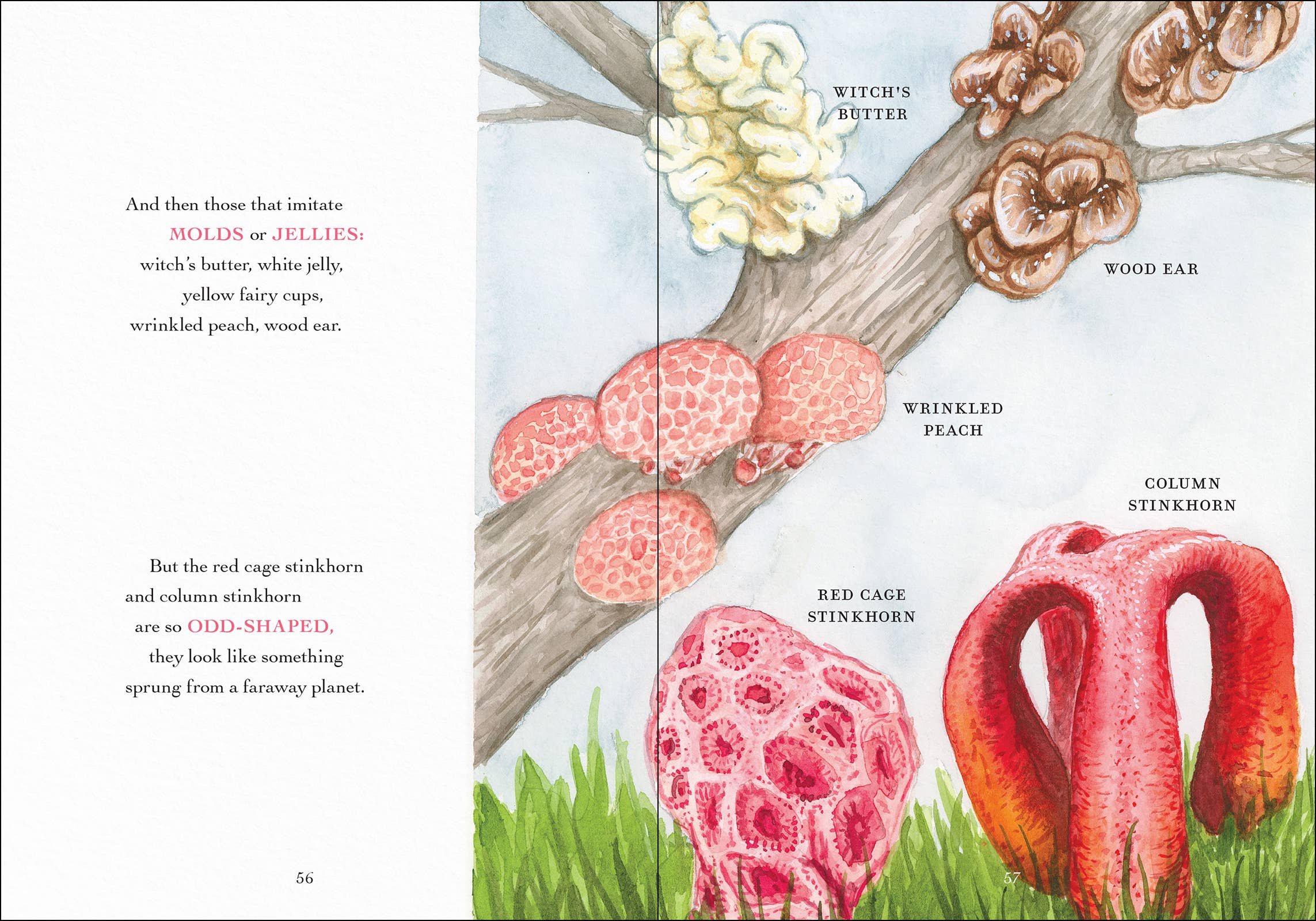 AdventureKEEN - Wholesale Nature & Outdoors - Wonder of Mushrooms20