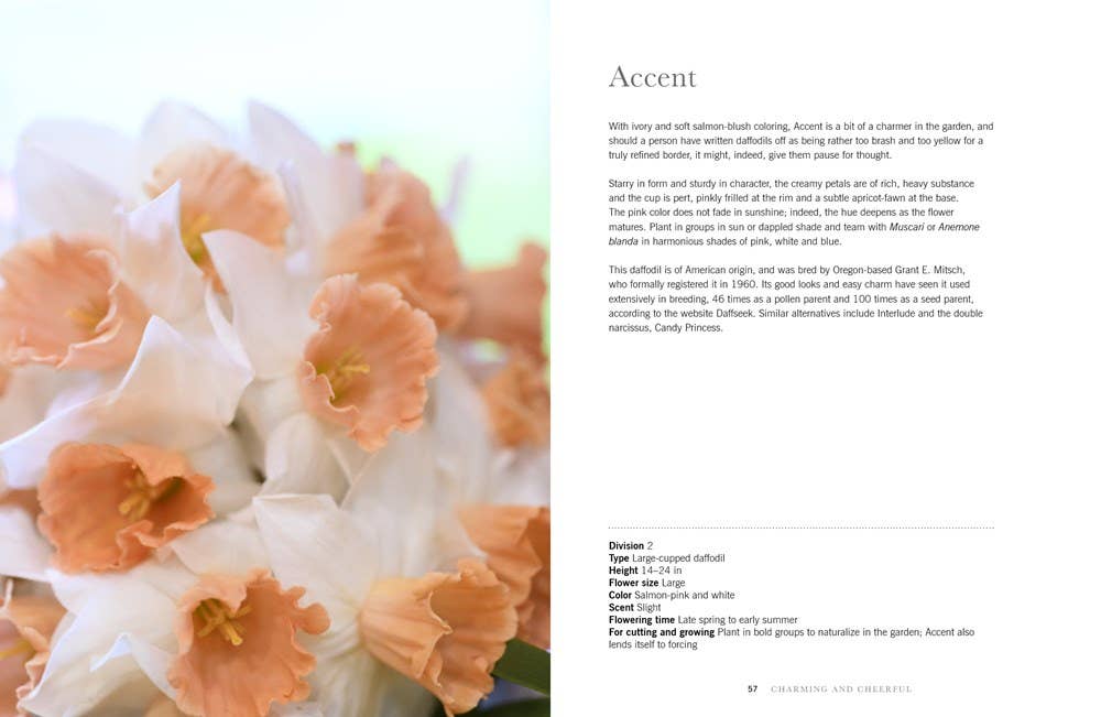 Gibbs Smith - Vente Maison et jardin - Jonquilles : Belles variétés pour la maison et le jardin5