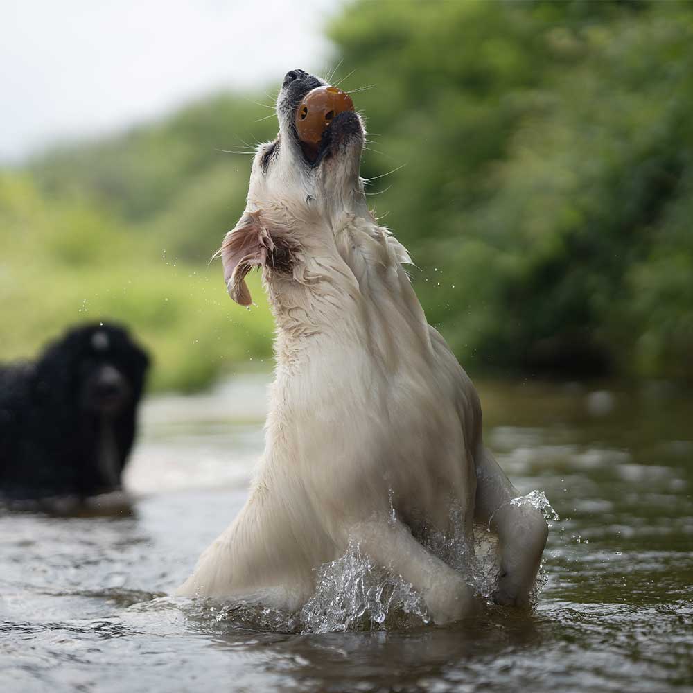 POCURULL SL (Retorn) - Wholesale Pet Toy - Dog - Rub Hole Dog Toy5