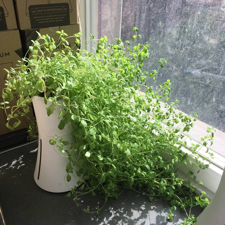 Botanium AB - Wholesale Plant Pot - Botanium - Sample Order4