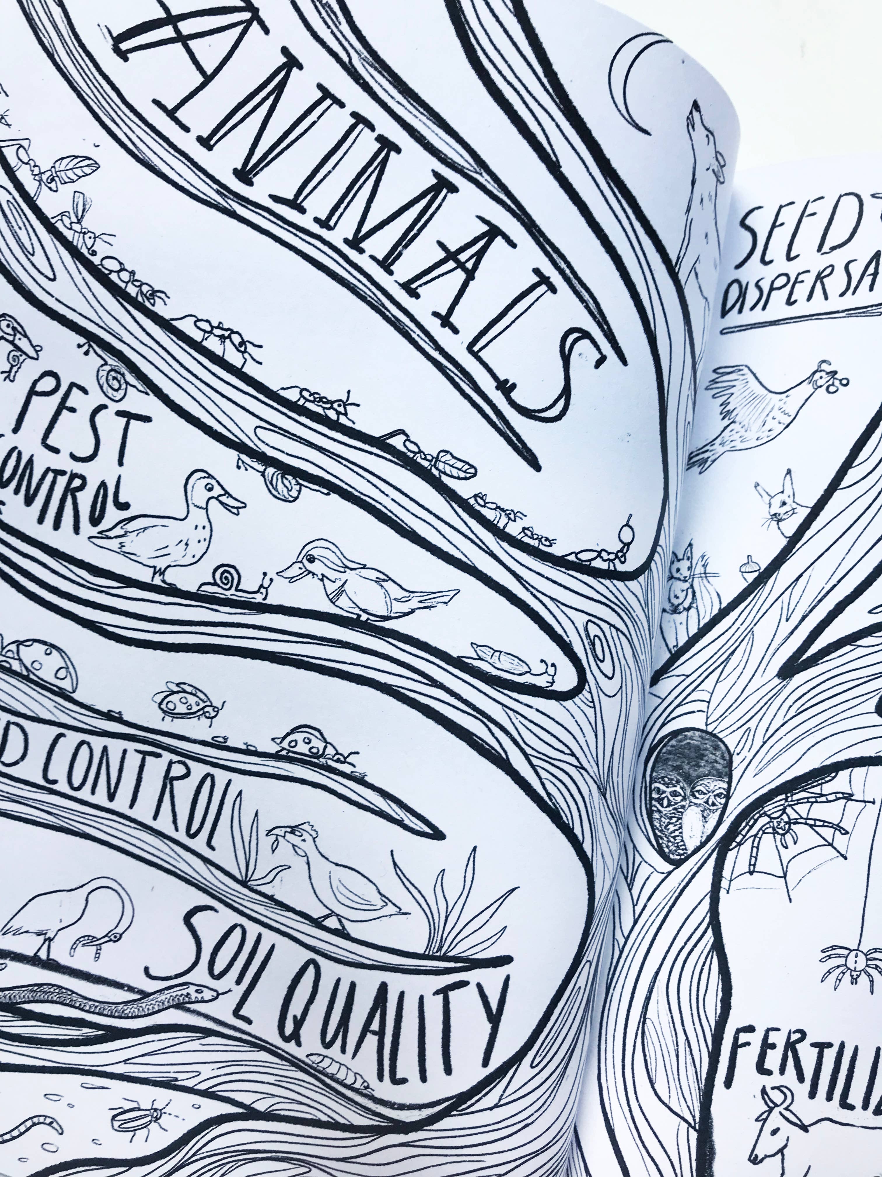 Katinka Feijs - Wholesale Coloring & Activity Book - Adult - Organic Agriculture Coloring Book5