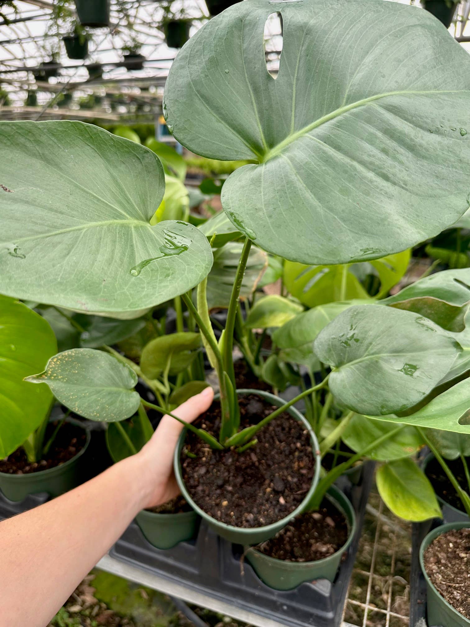 Hidden Valley Ranch & Nursery Inc - Wholesale Live Plant - 6" Monstera Deliciosa **Please see description**4