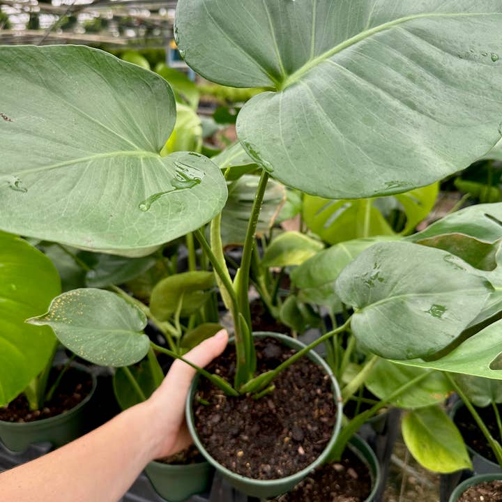 Hidden Valley Ranch & Nursery Inc - Wholesale Live Plant - 6" Monstera Deliciosa **Please see description**4