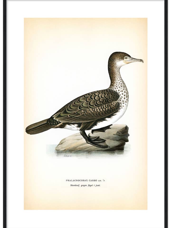 Storskarv, gammal, juni för wholesale av Svenska Fåglar