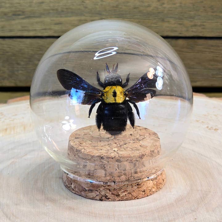 White-Cheeked Carpenter Bee Glass Globe with Cork for wholesale by Enchanted Entomology