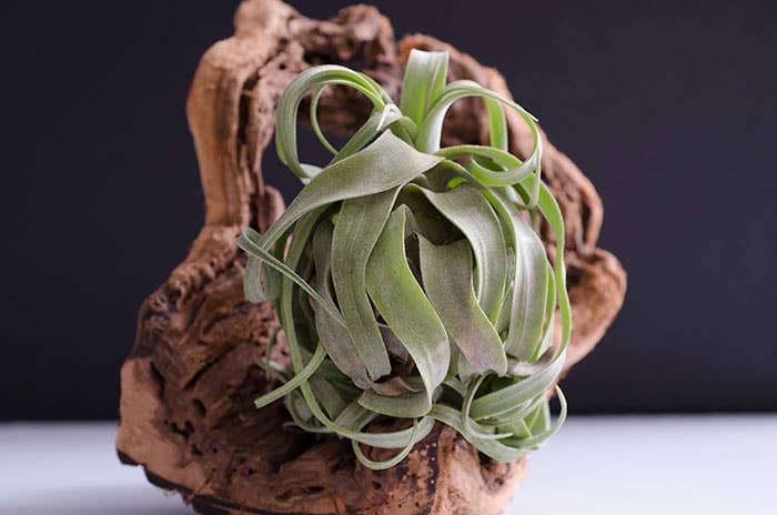 The Artizan Way - Wholesale Live Plant - Tillandsia Streptophylla - Air Plant4