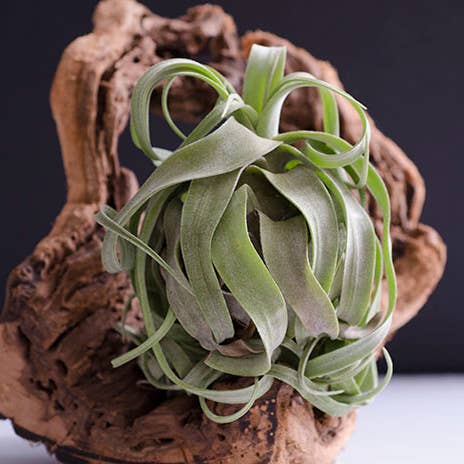 The Artizan Way - Wholesale Live Plant - Tillandsia Streptophylla - Air Plant4