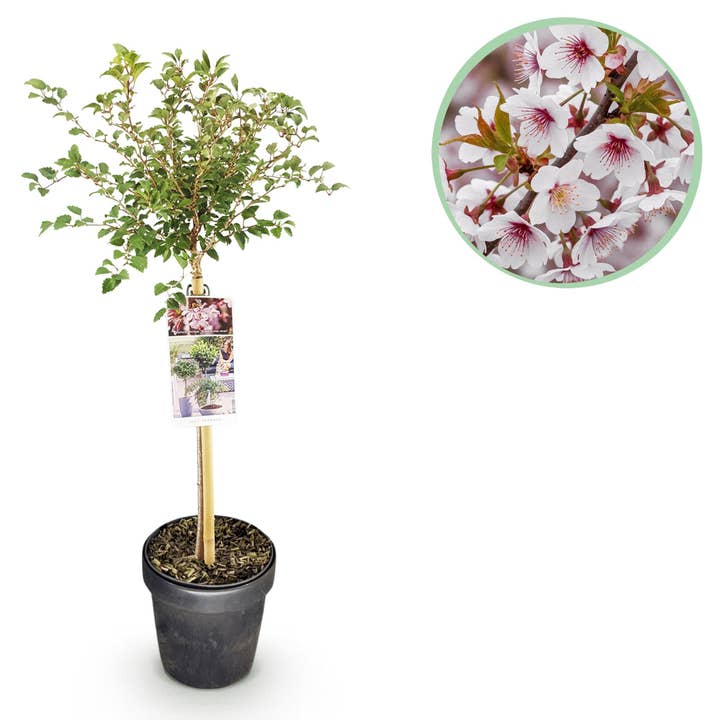 Cerejeira Fuji Prunus incisa Kojou-no-mai – 19cm Altura aprox. 90cm – Planta de terraço com flores brancas – Resistente ao inverno e caducifólia por atacado de Oasis of Life