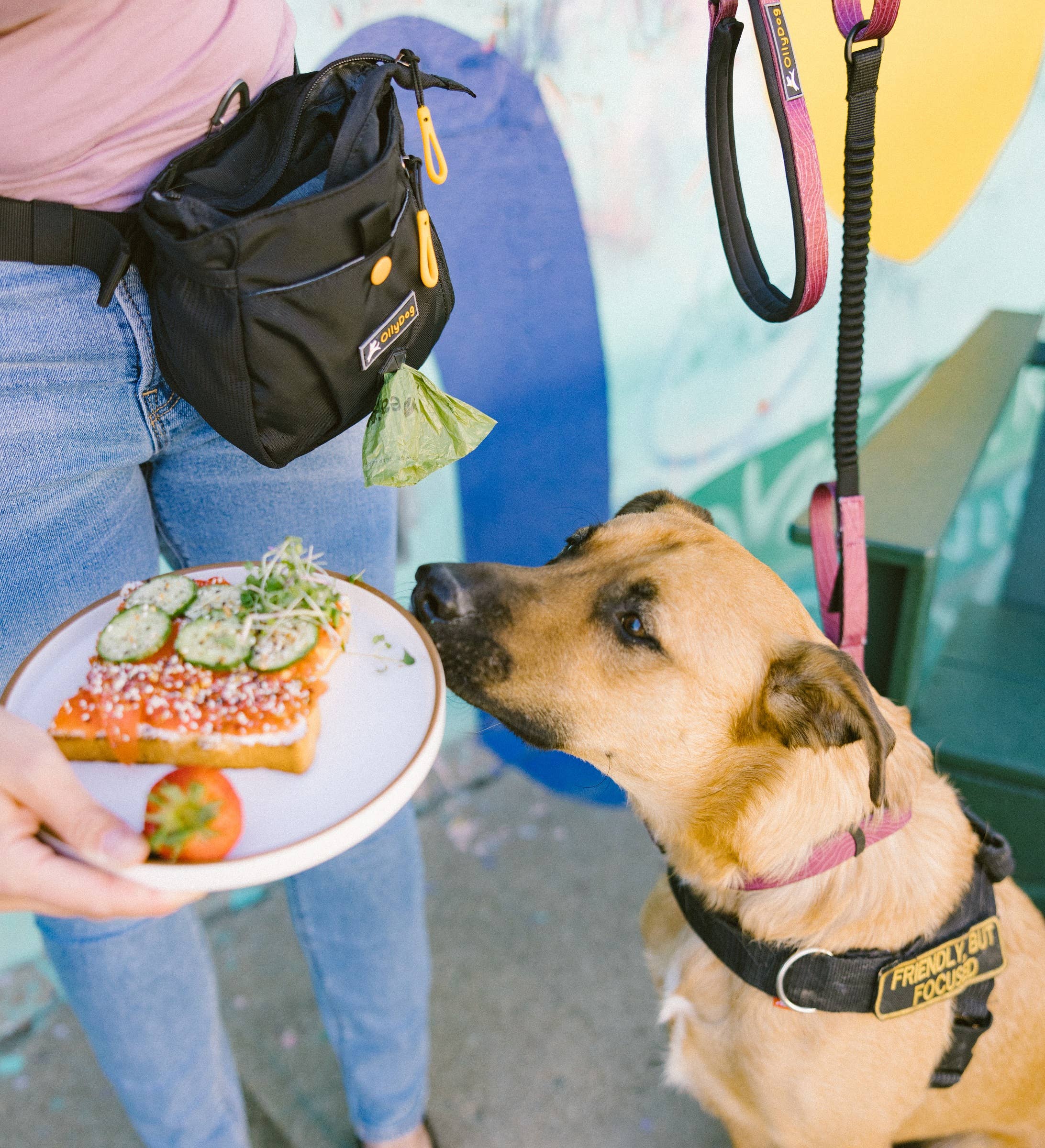 OllyDog - Wholesale Belt Bag - Unisex - Backcountry Day Bag66