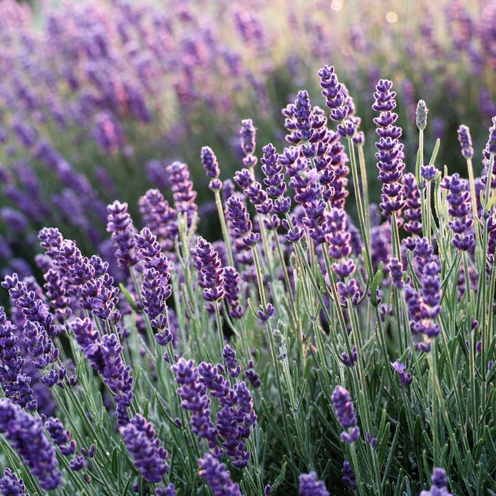 Lavender Australian Essential Oil for wholesale by Wildcraft Dispensary