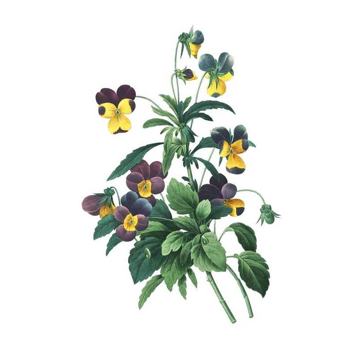 Simon & Schuster - Wholesale Book - Adult - Instant Wall Art Vibrant Botanical Prints by Adams Media