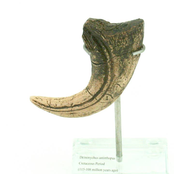 Deinonychus Dinosaur Vertical Claw Glass Base for wholesale by Modern World by Contrast Inc.