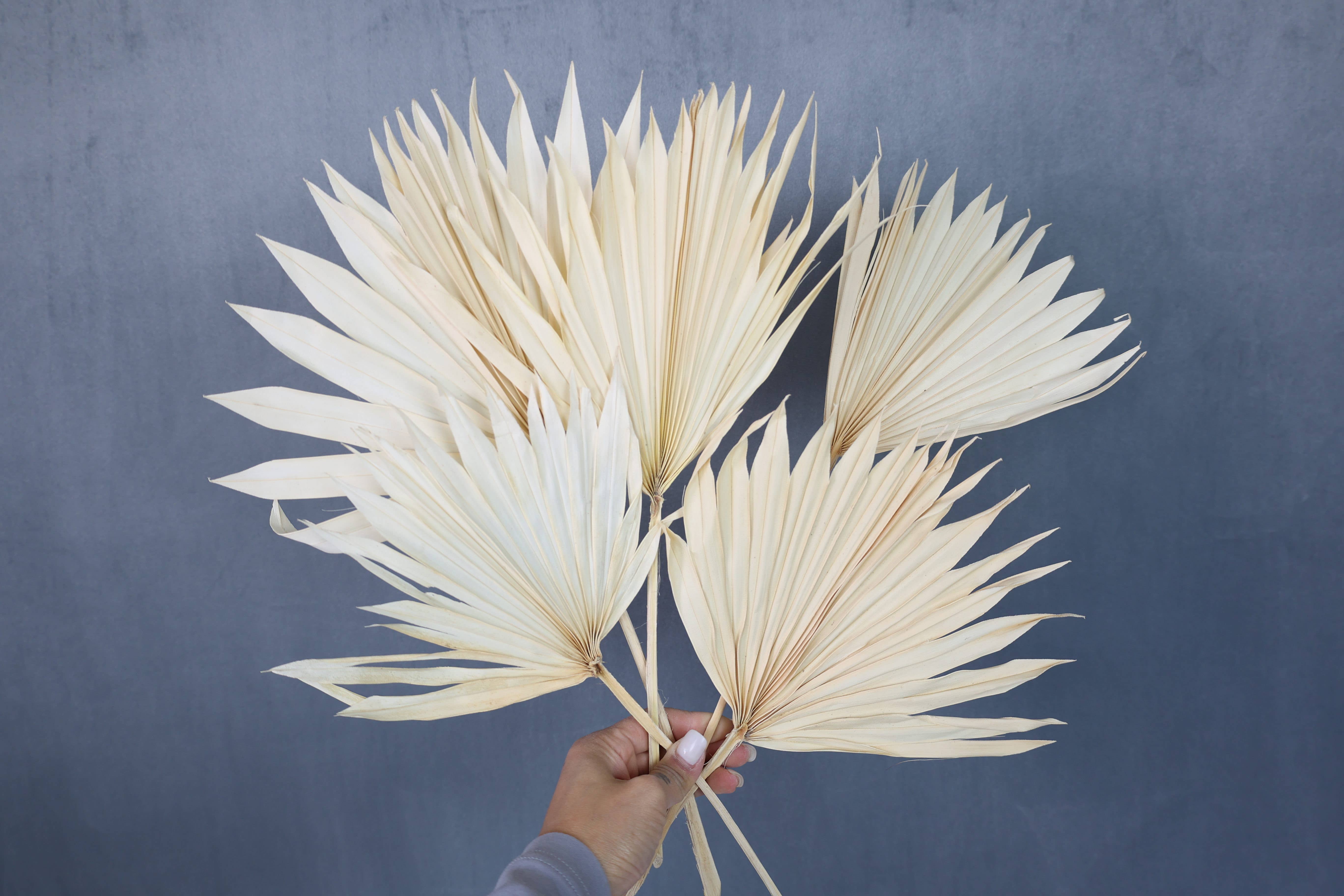 FlowerFantaSee – wholesale Dried/pressed flowers – Dried Sun Palm Leaf Fans -Cream (Set of 5)3