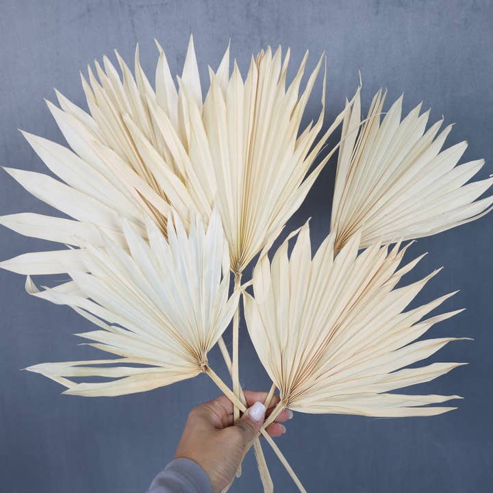 FlowerFantaSee - Wholesale Dried/Pressed Flowers - Dried Sun Palm Leaf Fans -Cream (Set of 5)3