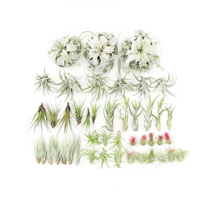 Air Plant Shop - Wholesale Live Plant - The Best Seller Tillandsia Air Plant Pack - 48 Plants