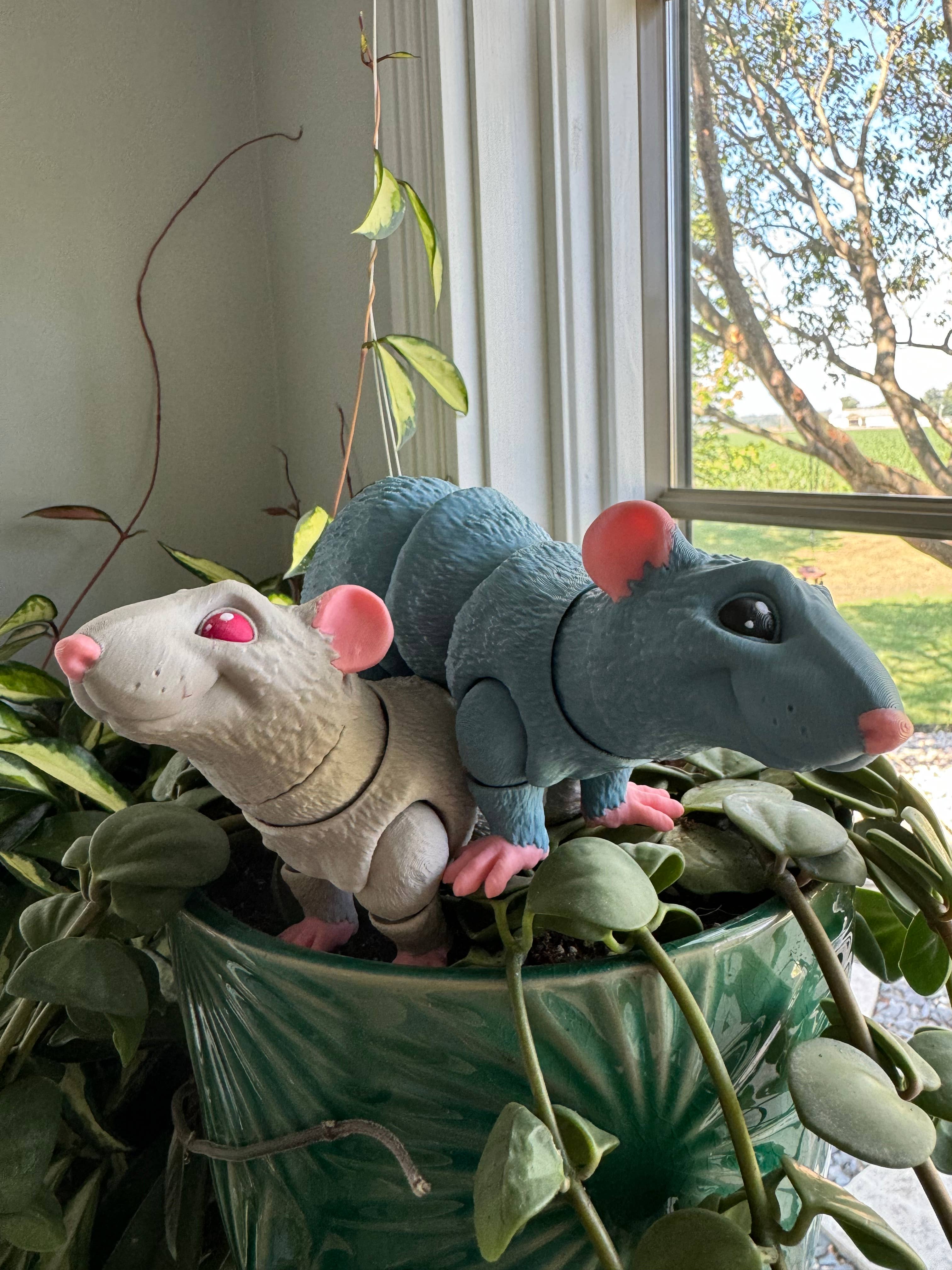 Rat - gearticuleerd voor wholesale door Plasonite