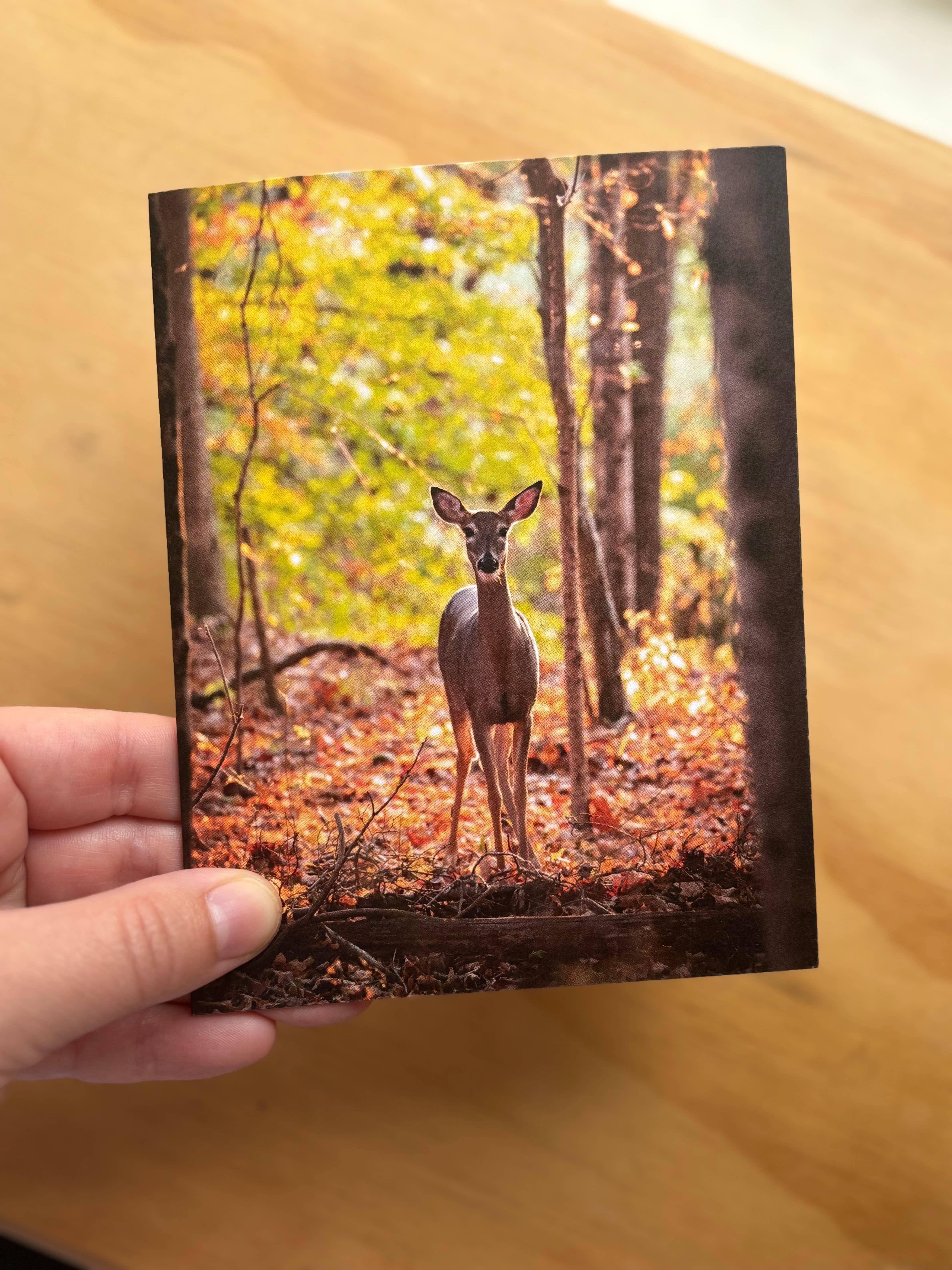 Andrea Morris Art - Wholesale Stationery/Notecard Set - Fall Card Variety Pack (5 Different Cards + Envelopes)4