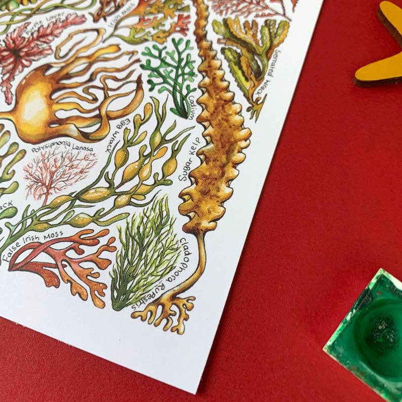 Alexia Claire Ltd - Wholesale Postcard - Seaweed of Britain Art Blank Postcard6
