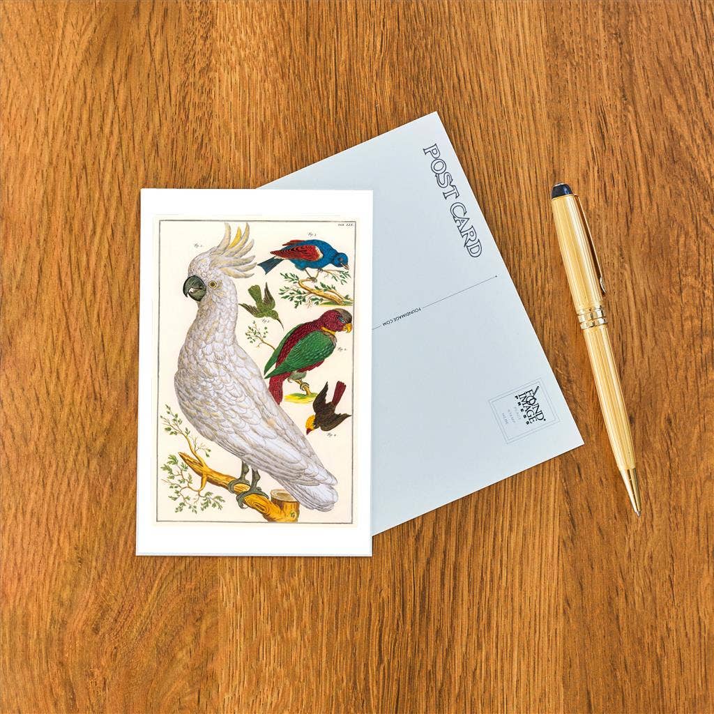 Found Image Press - Wholesale Postcard - Postcard BD-274 Sulfur Crested Cockatoo1