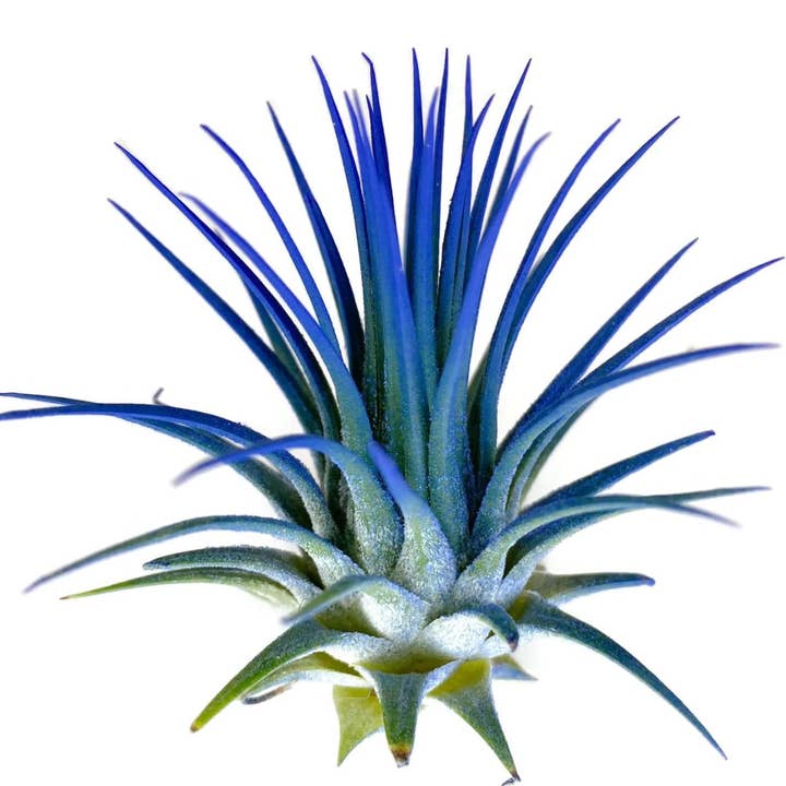 AURA 8 Art Boutique - Wholesale Live Plant - Ionantha Guatemala Tillandsia Air Plant Blue, Live Airplant
