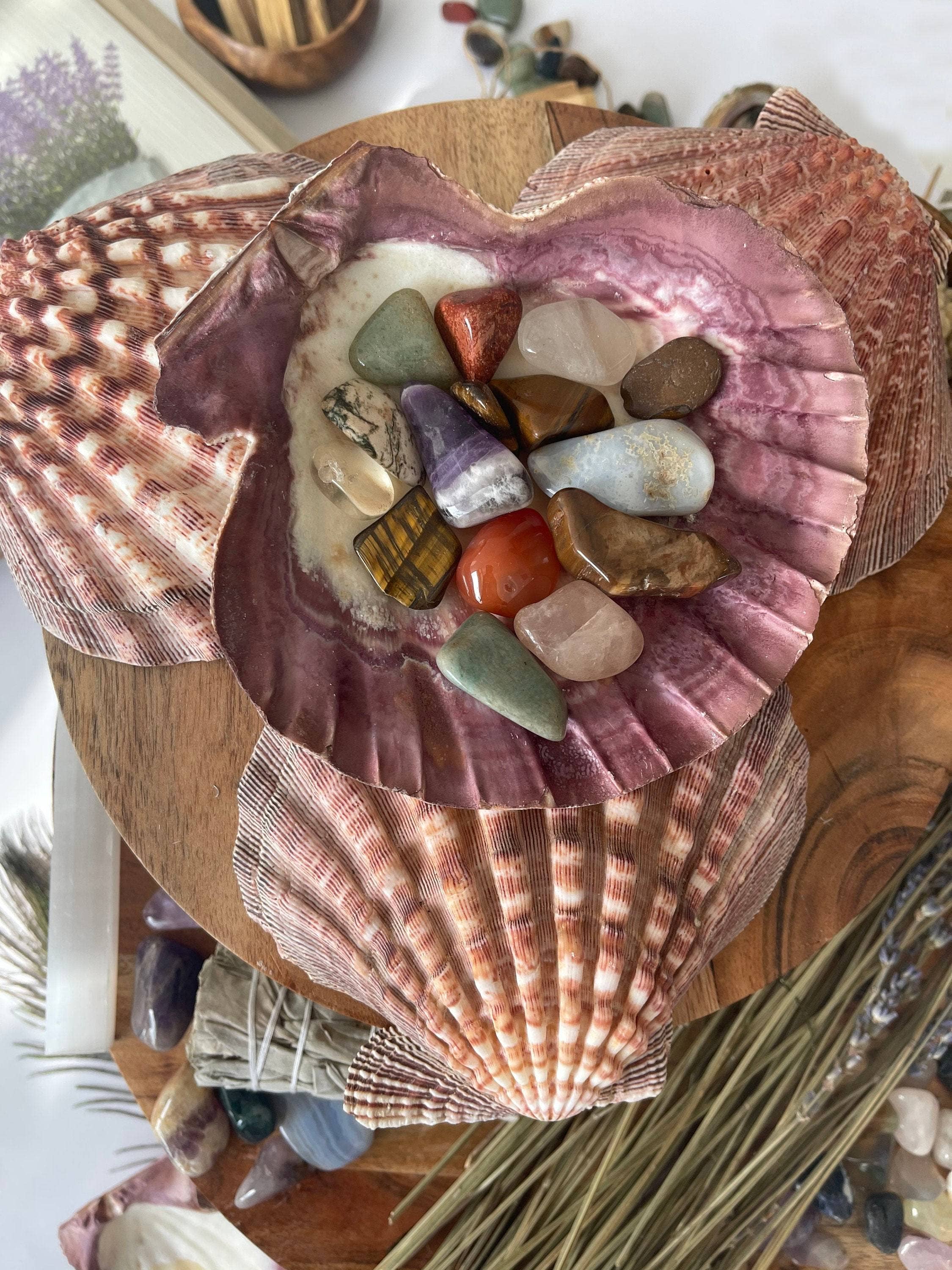 CaNatureLover - Wholesale Decorative Tabletop Object - LIONS PAW SHELL 5-7 inch very high quality hand picked Whole7