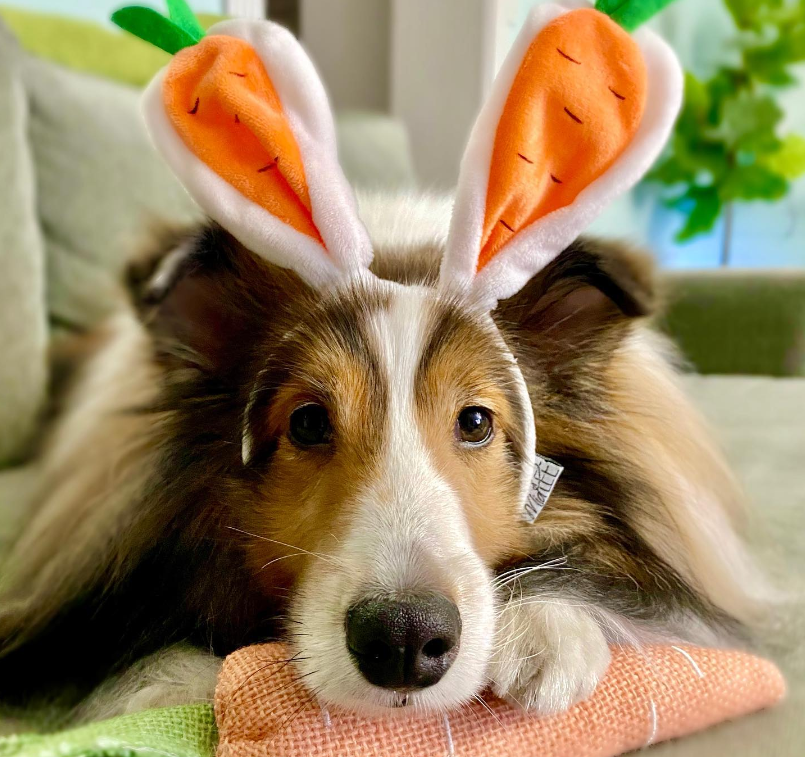 Midlee Designs - Wholesale Pet Hat - Dog - Midlee Carrot Bunny Ears Easter Dog Headband Costume3