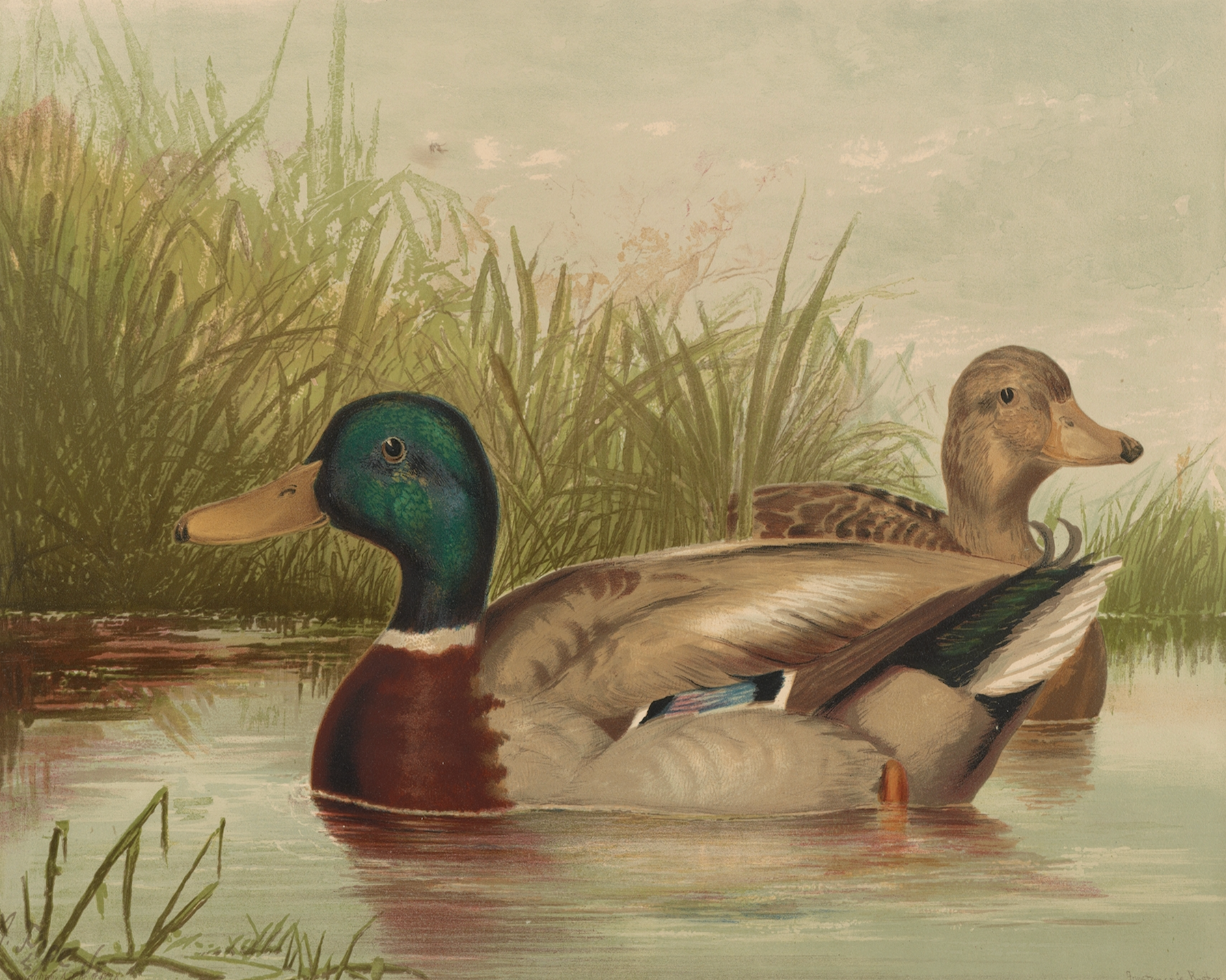 Sea to Skye - Wholesale Art Print - Ducks on the Pond Antique Art Print1