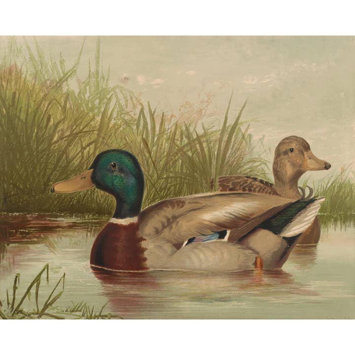 Sea to Skye - Wholesale Art Print - Ducks on the Pond Antique Art Print1
