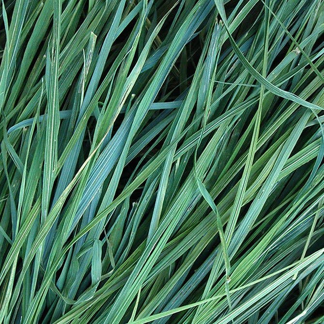 Sun's Eye - Wholesale Fragrance Oil - Sweetgrass Oil