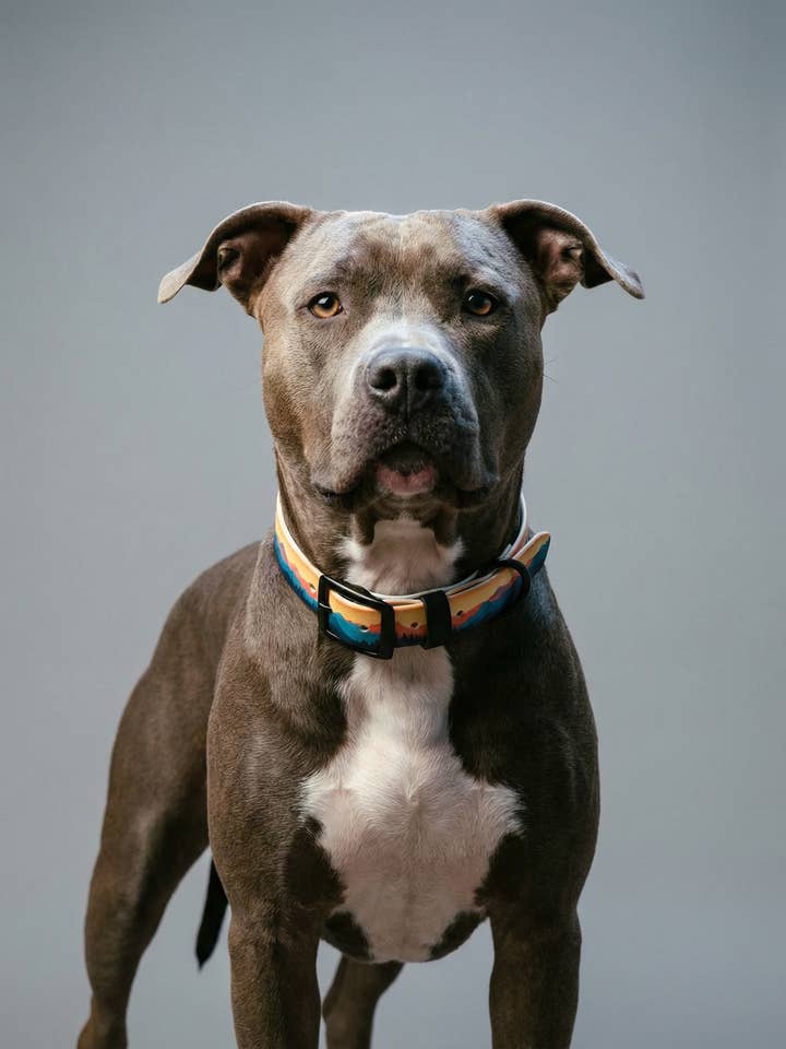 Mountains Printed Biothane Collar for wholesale by Barking Fancy