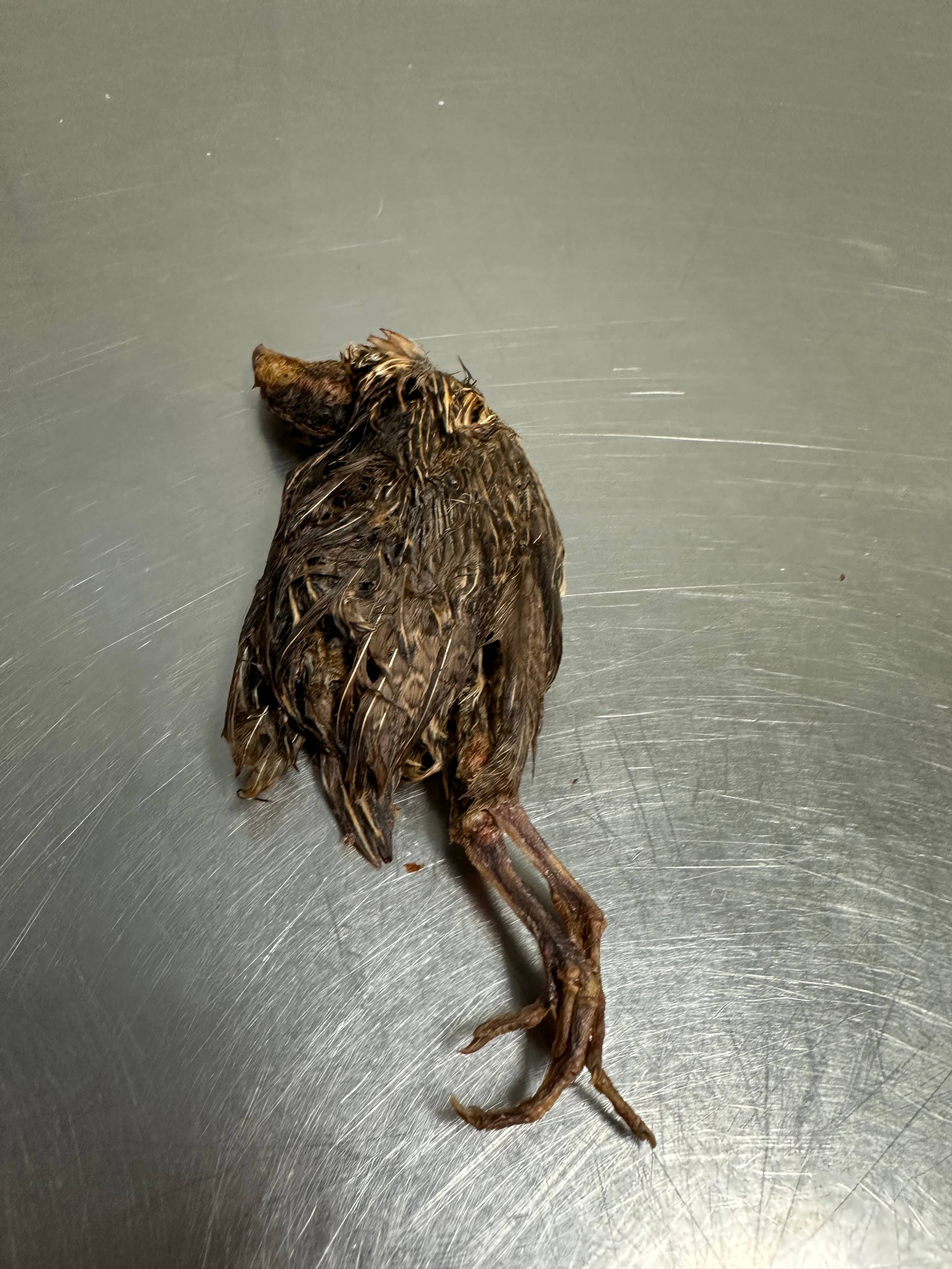 Tapia raw meats for pet food - Wholesale Pet Food - Dog - Quail With Fur