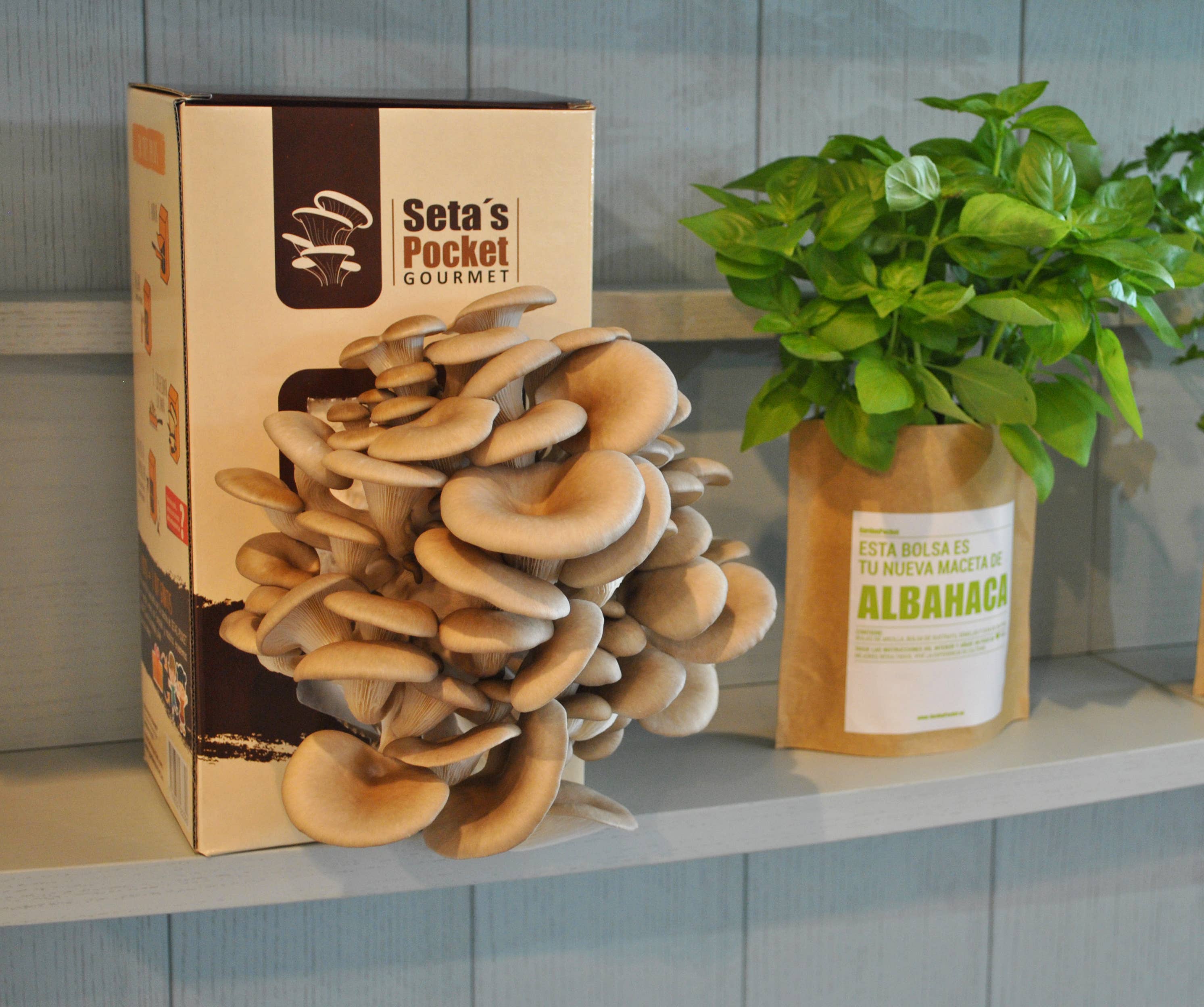 Garden Pocket – Großhandel DIY-Lebensmittelkit – UD - Gourmet-Pilze im Pocket-Format7