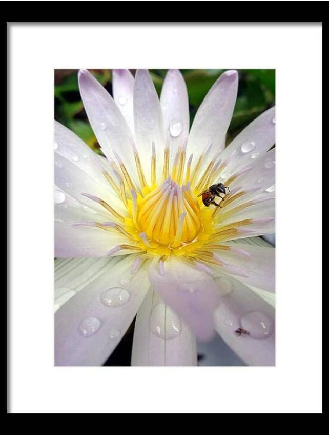 Bästa blomsterfotografi inramat tryck för wholesale av Tony Westbrook Studios