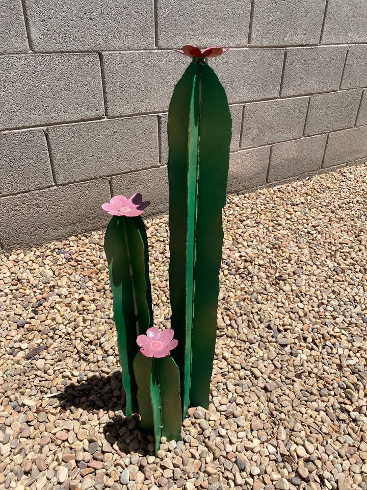 San Pedro Cactus, Fence Post Cactus for wholesale by US Metal Plants