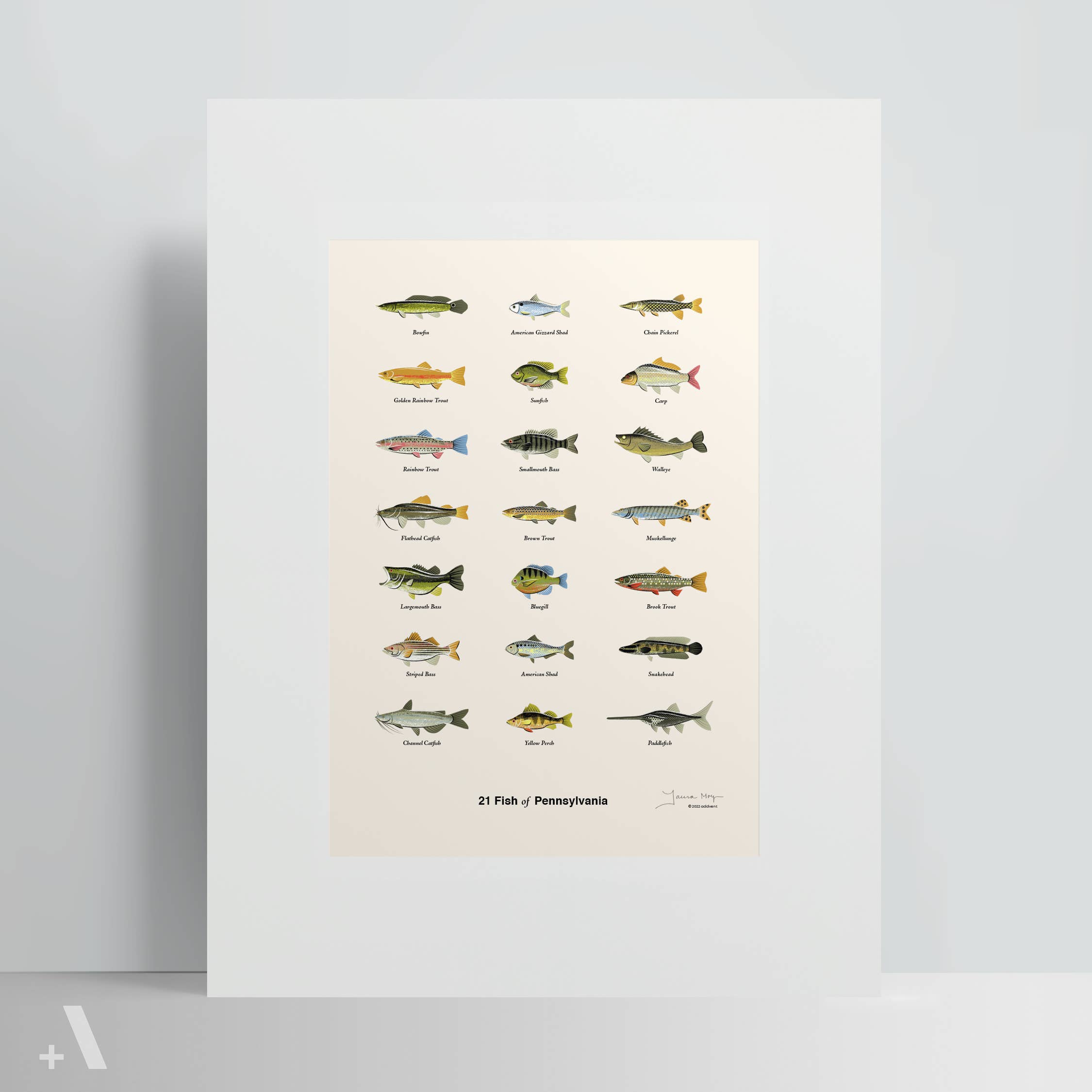Addvent - Wholesale Art Print - Common Fish of Pennsylvania / Poster Art Print1