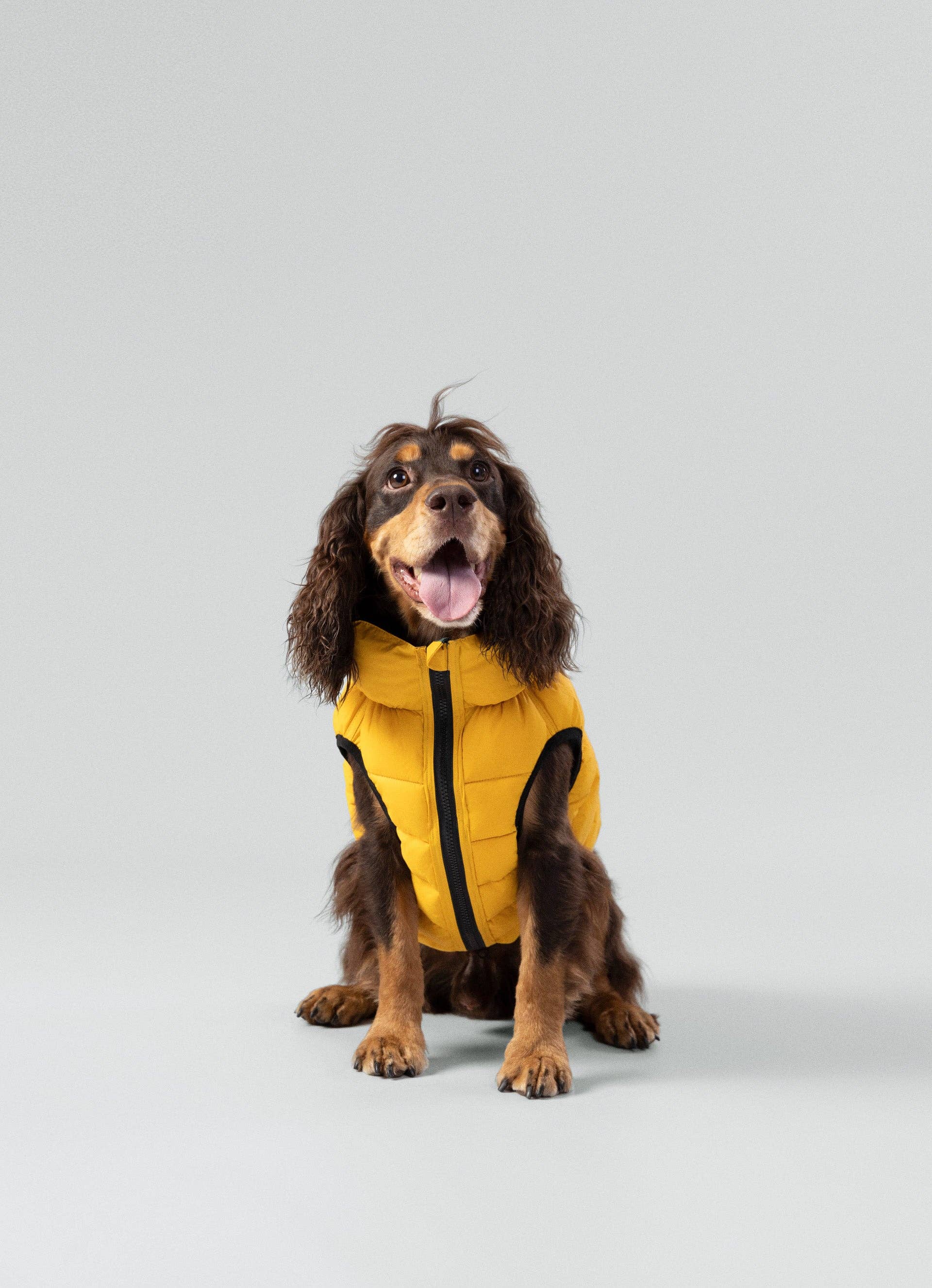 Hugo & Hudson – wholesale Hundjacka - Hund – Hackett x Hugo Hudson hundpufferjacka, Skogsgrön & Guld11