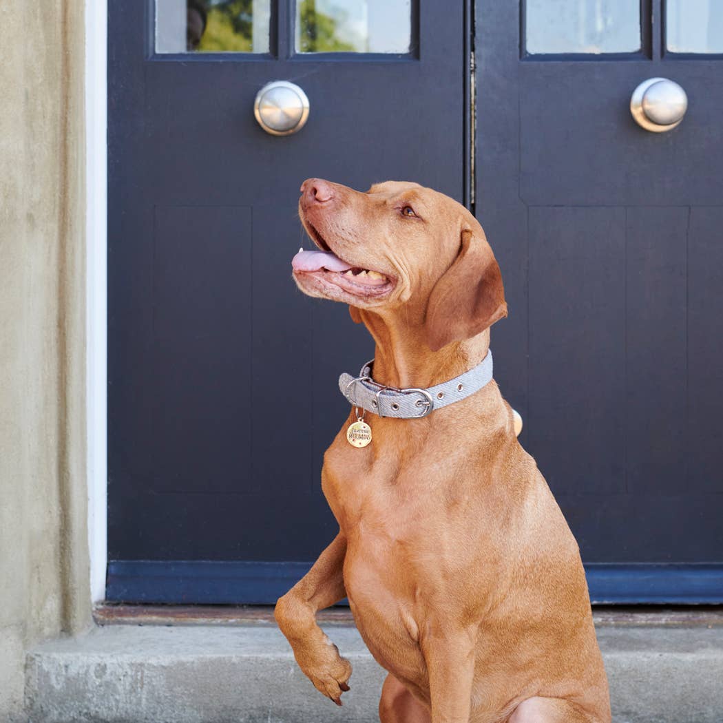 Sweet William Designs - Wholesale Halsbandlabel - Kat/Hond - Honden-ID Naamplaatje - « I've Misplaced My Humans »4