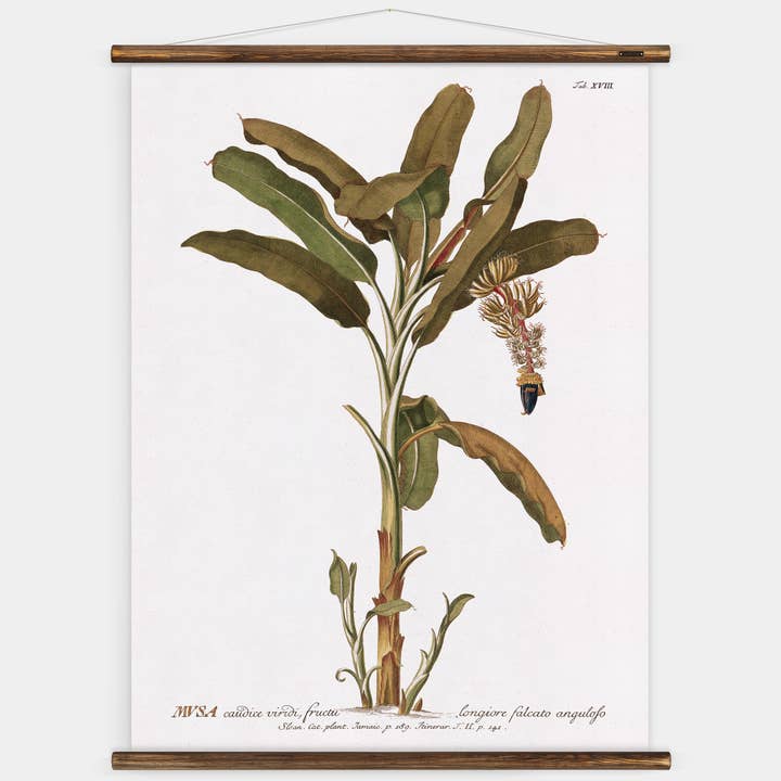 Trew Musa - Botanical Wall Chart for wholesale by ERSTWHILE