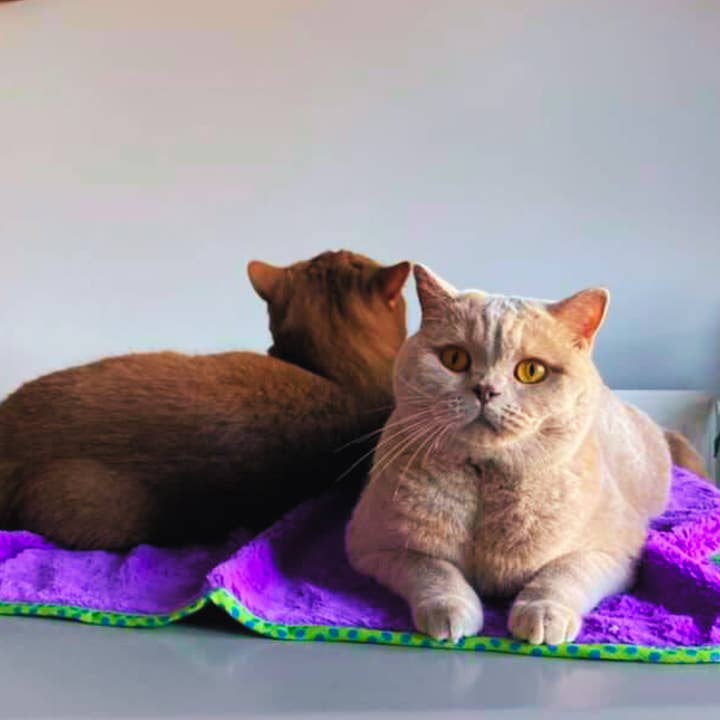 WufWuf – wholesale Husdjursbädd – Katt – MyMeow lila filt kattsängkläder