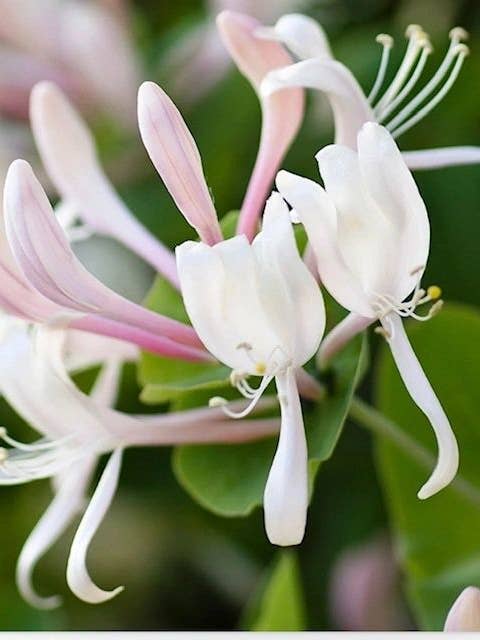 jazmín madreselva para venta al por mayor de Wylie Candle Co.