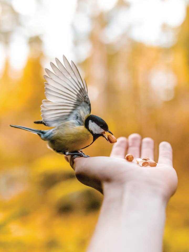 FR/Bird In Hand pour la vente par Greeting Cards by Norcard