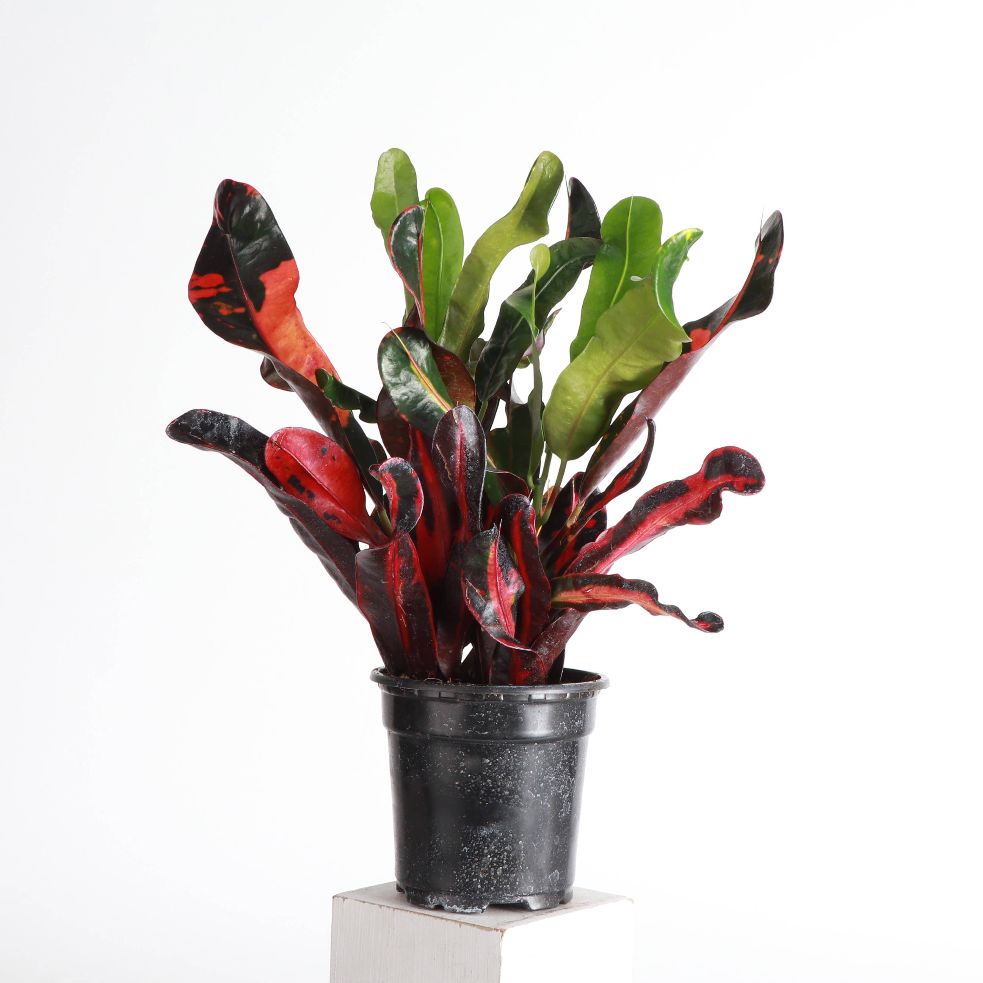 Thorsen's Greenhouse - Wholesale Live Plant - Mammy Croton - Live Plant4