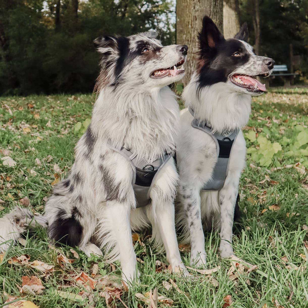 ne&no - Wholesale Pet Harness - Dog - ne&no® Outdoor Dog Harness + with Shock Absorber1